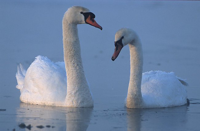 swan swimming gracefully
